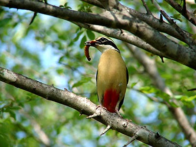 Birds of Jhadol