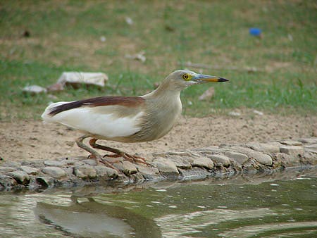 Birds of Jhadol